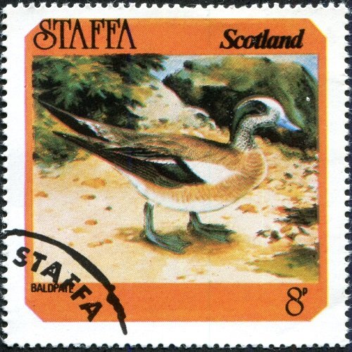Baldpate (Anas americana)