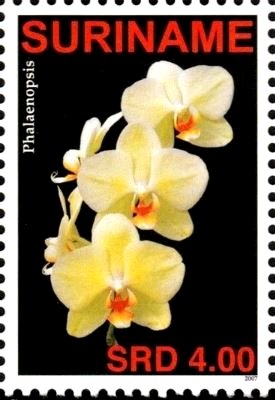 Phalaenopsis