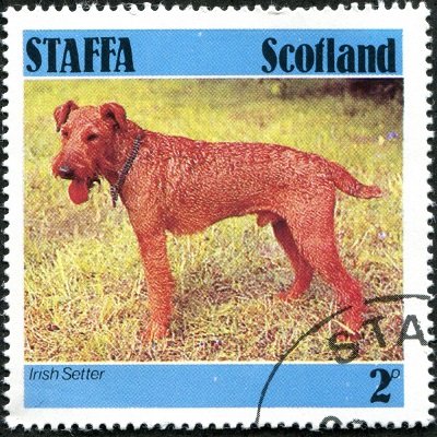 Irish Setter