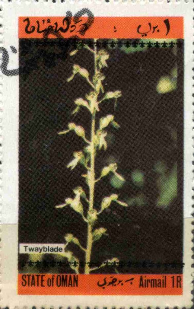 Twayblade