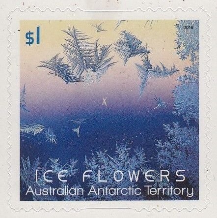 Purple-blue Ice Flower