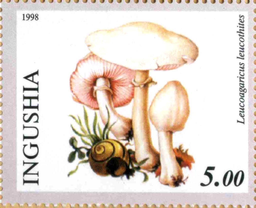 Leucoagaricus leucothites