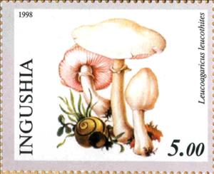 Stamp, Leucoagaricus leucothites, Cinderellas,  , Mushrooms