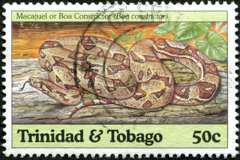 Boa Constrictor (Boa constrictor)