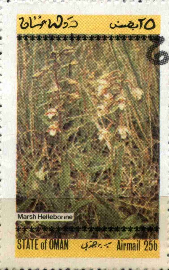 Marsh Helleborine