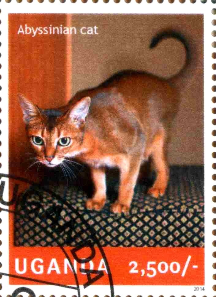 Abyssinian cat