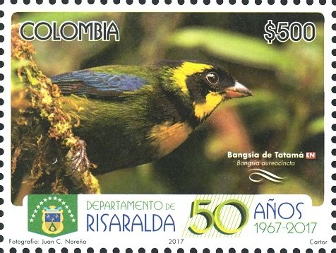 Bangsia de Tatama