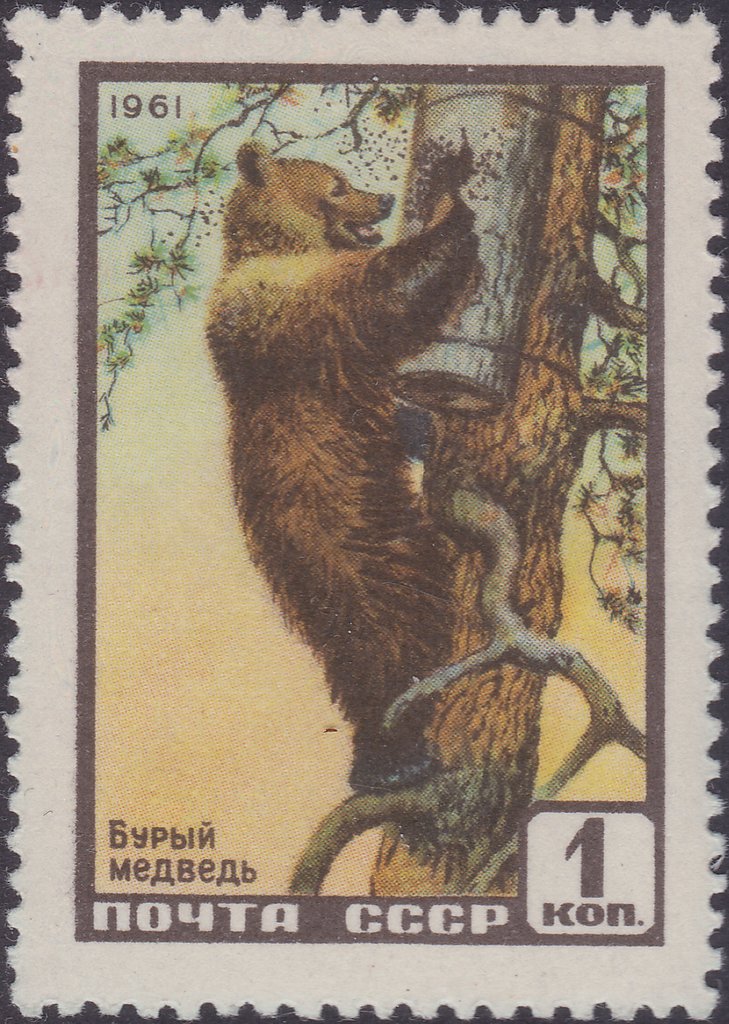 Brown Bear (Ursus arctos)