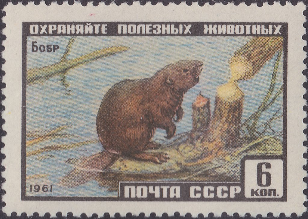 Eurasian Beaver (Castor fiber)