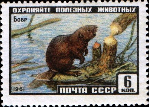 Eurasian Beaver (Castor fiber)