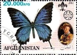 Butterflies
