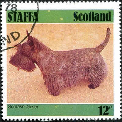Scottish Terrier
