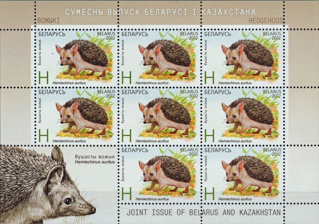 Long-eared Hedgehog (Hemiechinus auritus)
