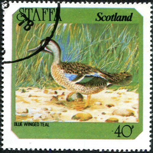 Blue Winged Teal (Anas discors)