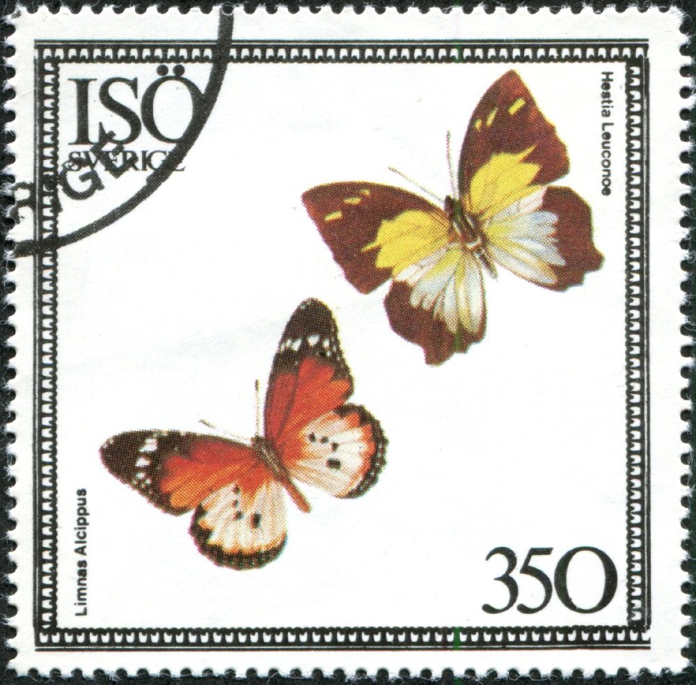Limnas alcippus, Hestia leuconoe