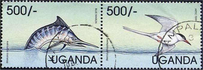 Blue Marin & Artic Tern
