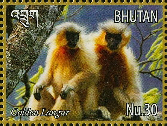 Gee's Golden Langur (Trachypithecus geei)