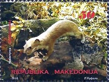 Mustela nivalis