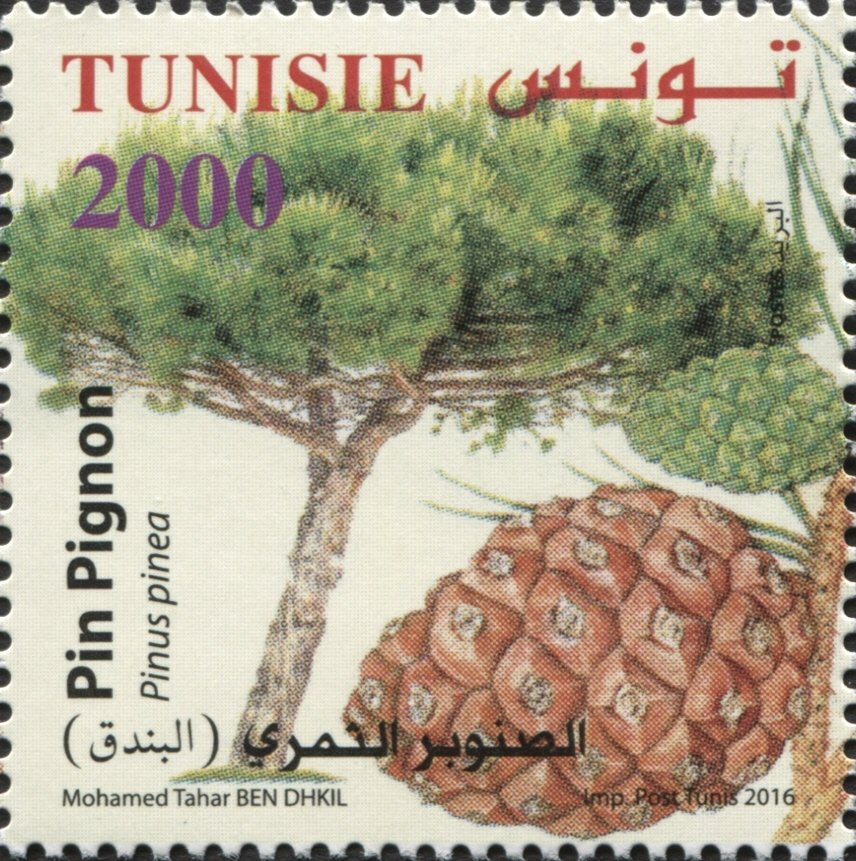 Pinion Pine (Pinus pinea)