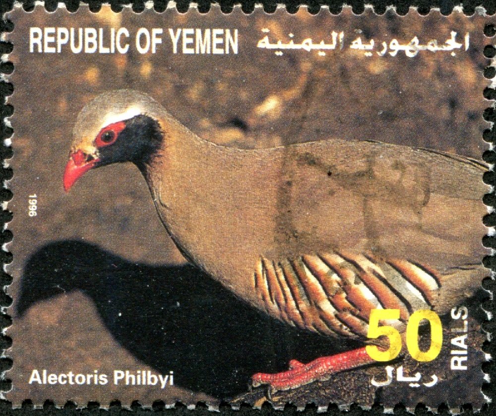 Philby's Partridge (Alectoris philbyi)