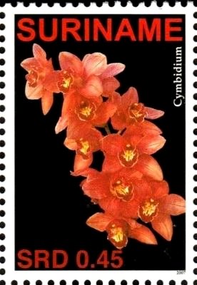 Cymbidium