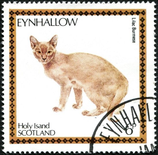 Lilac Burmese (Felis silvestris catus)