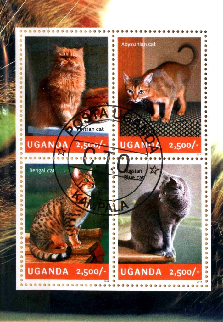 Cats