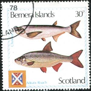 Stamp, Adriatic Roach, Chekhon, Cinderellas,  , Animals (Fauna), Fishes