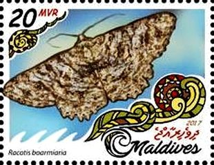 Racotis boarmiaria