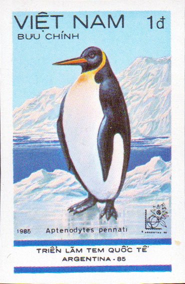 King Penguin (Aptenodytes patagonica)