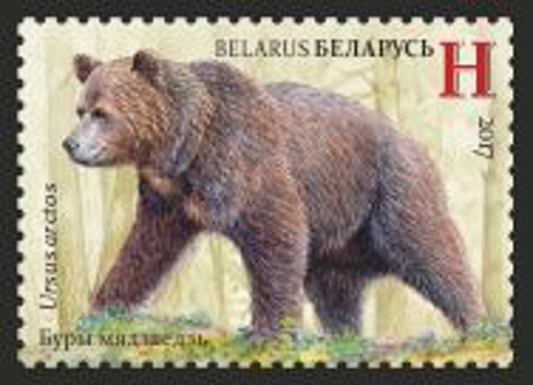 Brown bear (Ursus arctos)