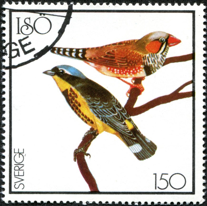 Zebra finch (Taeniopygia guttata)