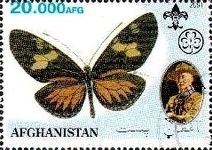 Butterflies