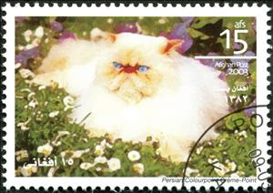 Stamp, Persian Colourpoint Creme-Point (Felis silvestris catus), Cinderellas,  , Animals (Fauna), Cats