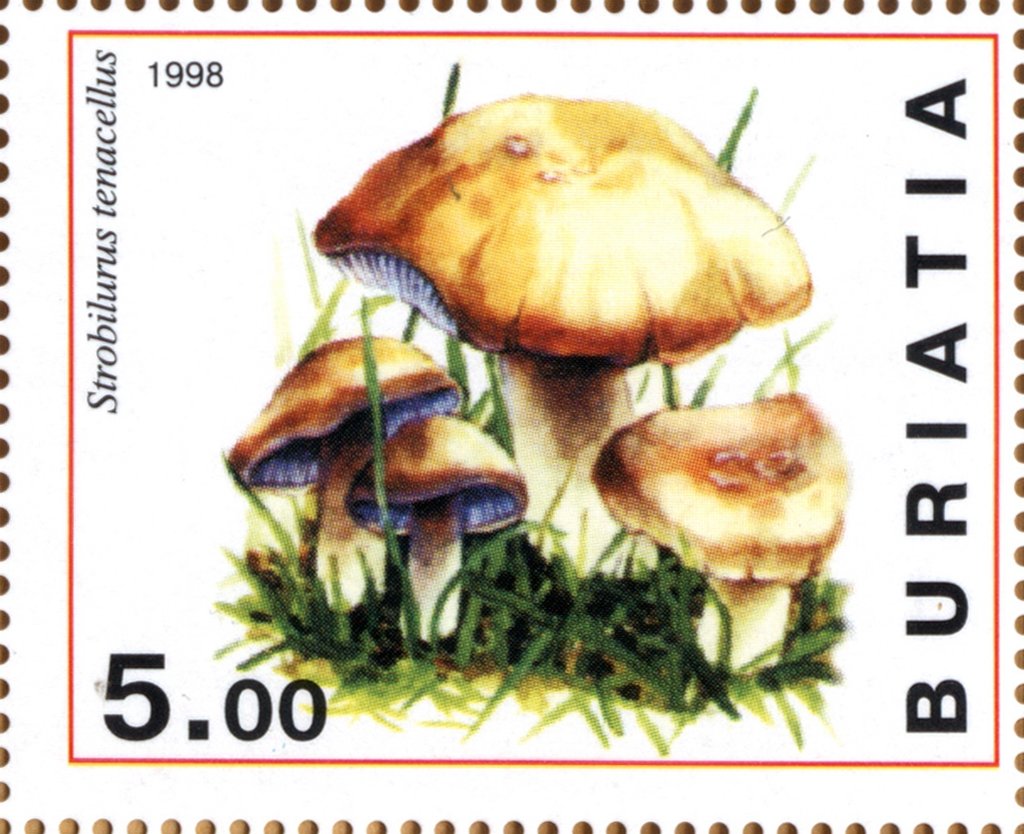 Strobilurus tenacellus
