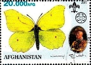 Butterflies