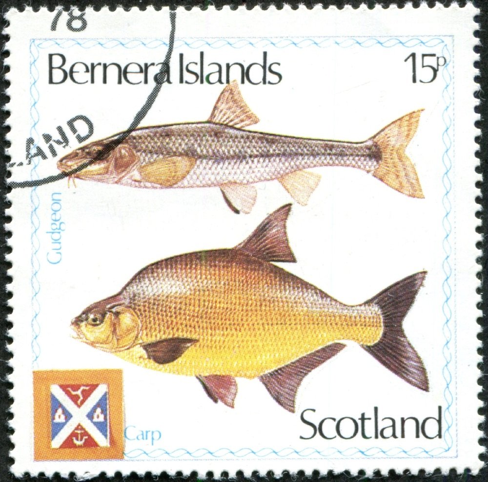 Carp, Gudgeon