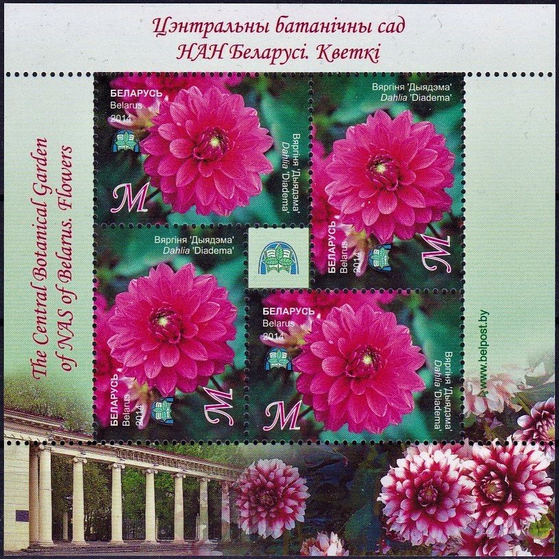Dahlia 'Diadema'
