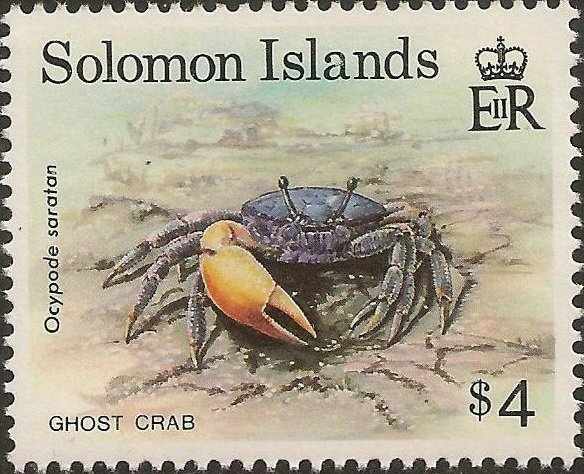 Ghost crab (Ocypode saratan)