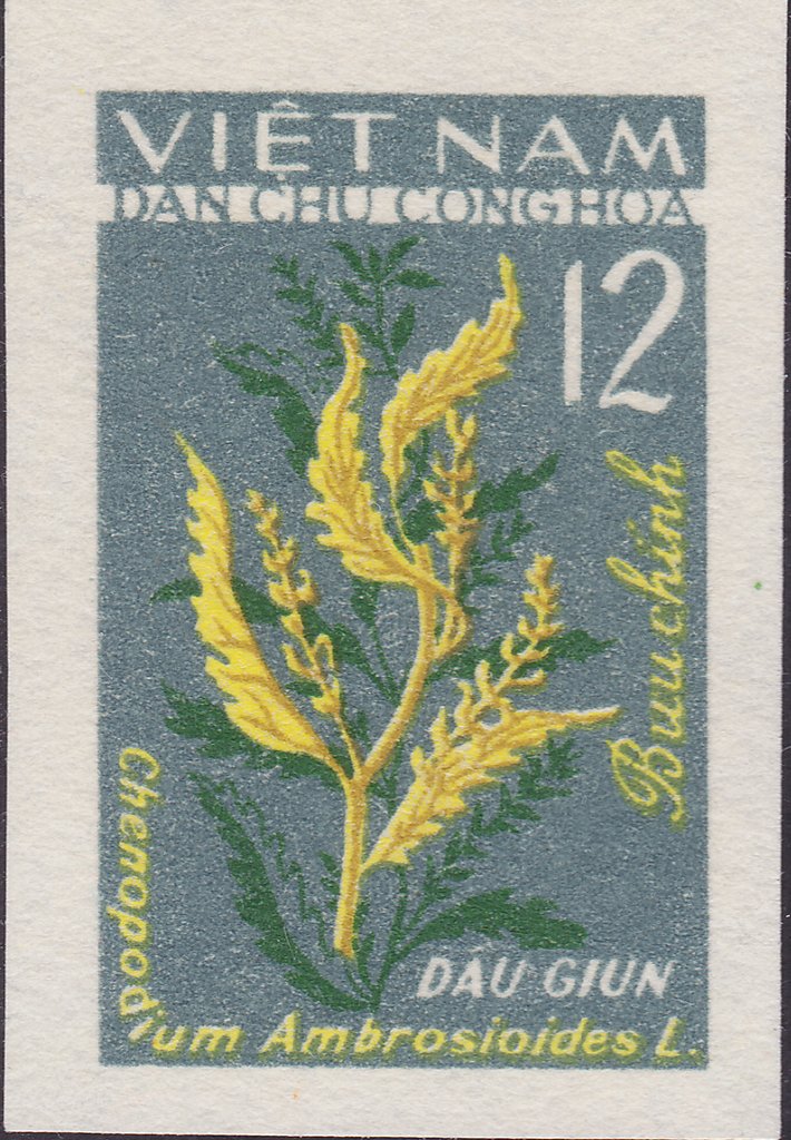 Mexican Tea Cabbage (chenopodium Ambrosioides)