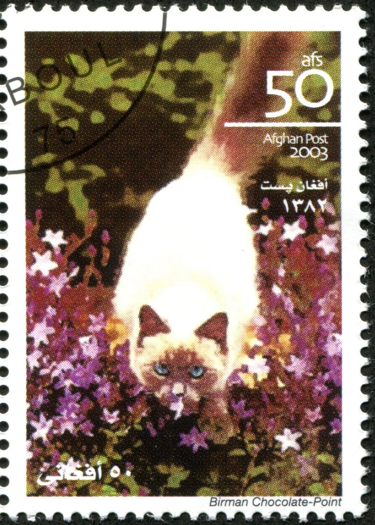 Birman Choolate-Point (Felis silvestris catus)
