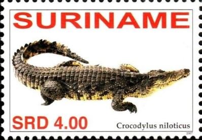 Crocodylus niloticus