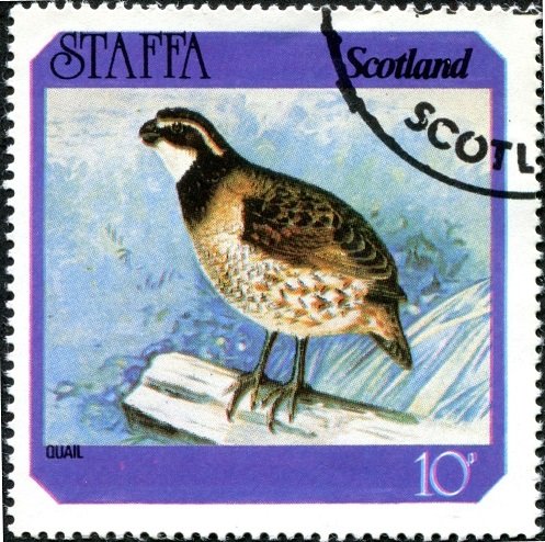Quail (Coturnix coturnix)