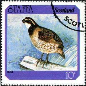 Stamp, Quail (Coturnix coturnix), Cinderellas,  , Animals (Fauna), Birds