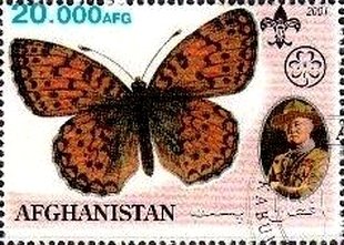Butterflies