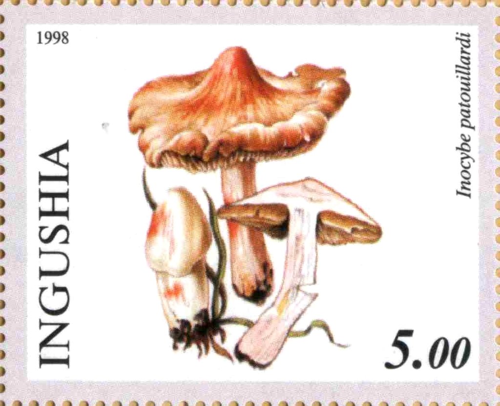 Inocybe patouillardi