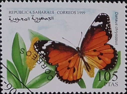 Danaus Chrysippus