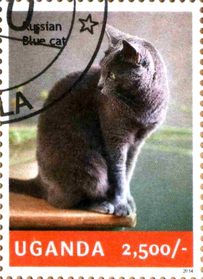 Russian Blue cat
