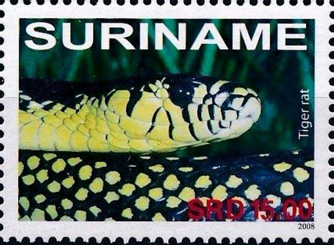 Spilotes pullatus