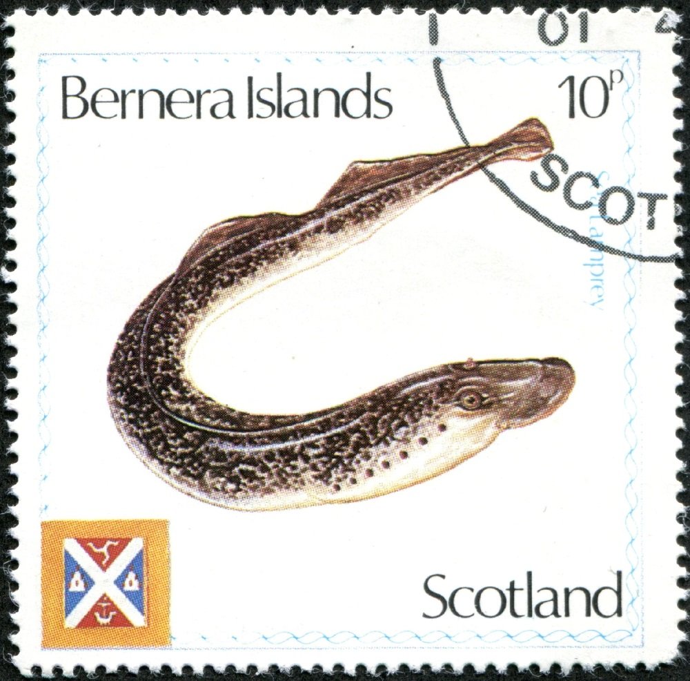 Sea Lamprey